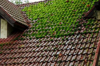 Get Rid of Ugly Moss